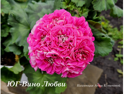 Пеларгония Вино Любви