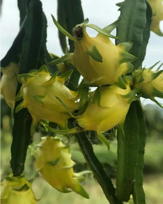 Пітахайя жовта (Пітайя)  | Dragon fruit yellow