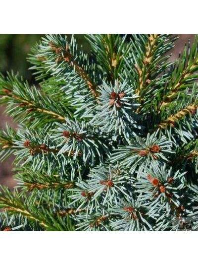 Ель сербская (Picea omorika) 2метра С10