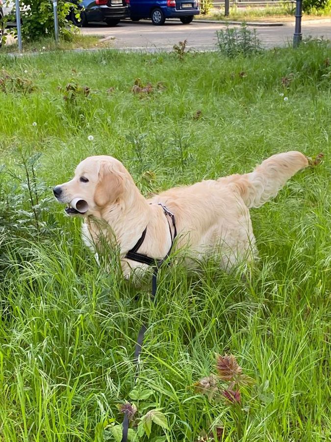 Мила (Русское Золото Яронита), 1 год