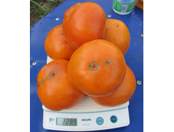 Томат Гавайский ананас (Hawaiian Pineapple)