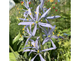 Camassia cusickii