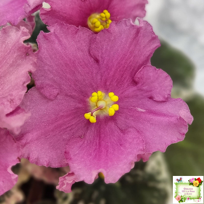 Aftershock (P. Sorano)