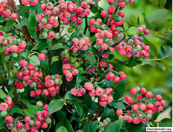 Голубика Пинк Лемонейд - Pink Lemonade