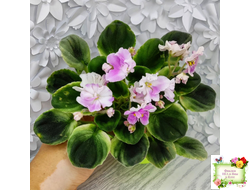 LV-Мариночка (Л. Шевелева) 2023 г. (клакамас бастл-листва с кроновой пестролистностью)