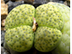 Lithops fulviceps 'Aurea' C363 - 10 семян