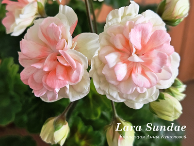 Пеларгония Лара Сандей