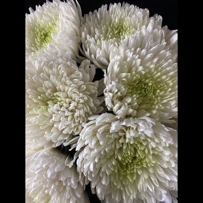 Хризантема одноголовая 15 шт