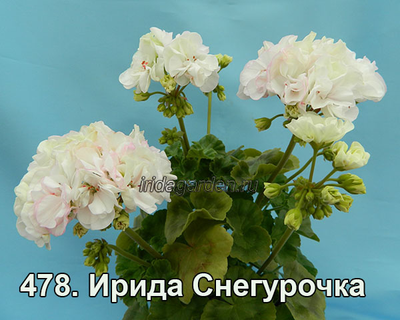 Пеларгония Ирида Снегурочка