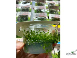 Микрантемум Монте-Карло (меристемный) Сингапур