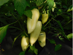 семена перец сладкий "Хаски"