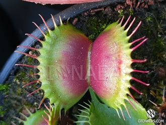 Dionaea muscipula Crested petioles