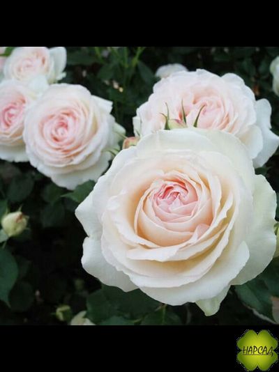 РОЗА ПЛЕТИСТАЯ "ПАЛЕ РОЯЛЬ" (PALAIS ROYAL)