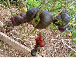 Томат Пленительный аметист