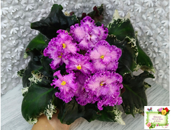 РС-Тропикана (С. Н. Репкина) 2015 г.