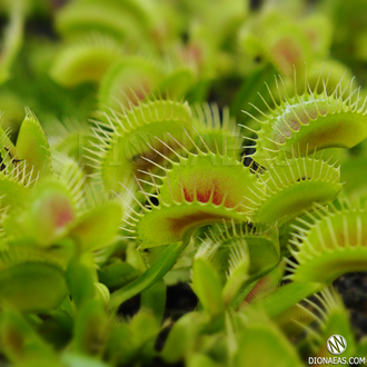 Dionaea muscipula H52