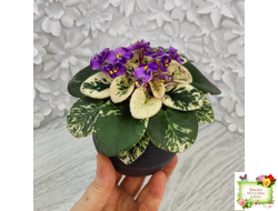 Grog (H.Pittman) (пасынок укоренённый)