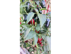 Перец острый  Black Maroccan Jalapeno