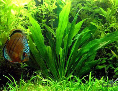 Эхинодорус амазонский