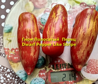 Томат Гном Полосатый перец  (Dwarf Pepper Like Stripe)
