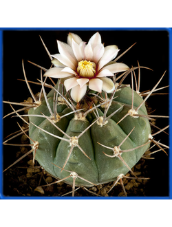 Gymnocalycium boszingianum P 205