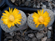 Lithops schwantesii v.urikosensis (syn.kunjasensis) C186 - 10 семян