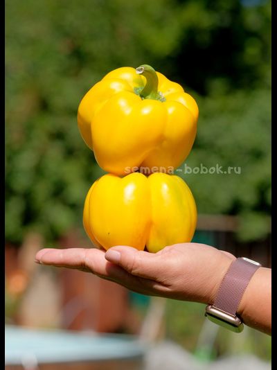 Перец сладкий Quatro Zolta (Кубический желтый), 10 шт