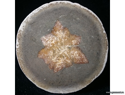 Глендонит - (Беломорская рогулька)