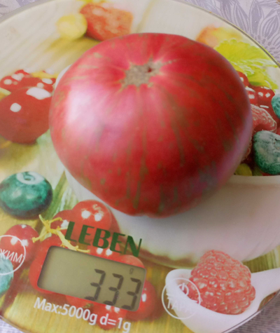 Томат Гном Малиновая нерка (Dwarf Crimson Sockeye)