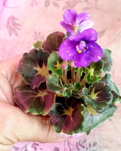 139) АВ- Корзиночка с Ежевикой 21г, ( полумини) (дет)