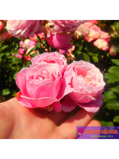 Дитер Мюллер (Dieter Muller)