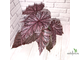 Бегония Tingley Mallet / Begonia incarnata var. purpurascens х Begonia Eldorado