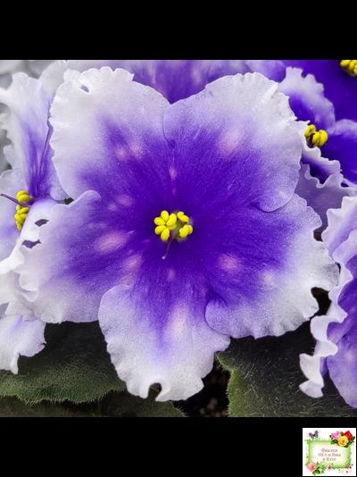 Dn-Огни Бродвея (Д. Денисенко) 2020 г.