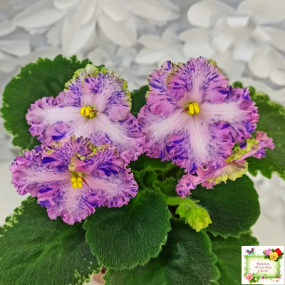 АВ-Мыльные Пузыри (Фиалковод) 2021 г.