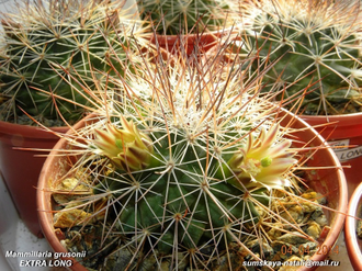 Mammillaria grusonii EXTRA LONG - 5 семян