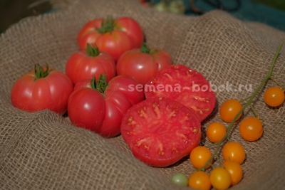 Томат Dwarf OPO (Гном ОПО), 10 шт