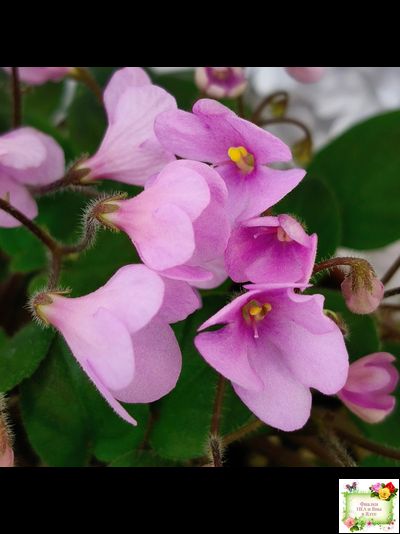 Flashy Trail (H.Pittman) TX Hyb трейлер