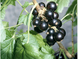 Бен ломонд (черная смородина)