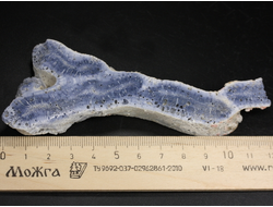 Коралл голубой Акори, Австралия (120*44*14 мм, 58 г) №37710