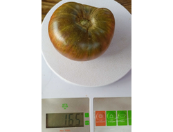 Томат гном Серый металлический пистолет (Gun Metal Grey)