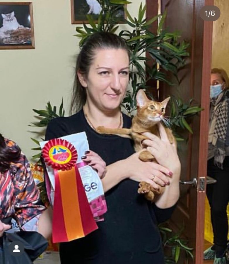 Абиссинская кошка 