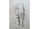 "Лесной пейзаж" бумага тушь Цибульник В.А. 1955 год