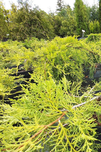 Можжевельник средний Pfitzeriana Aurea