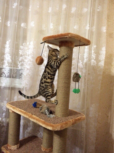 №145 Домик для кошки Мега  +