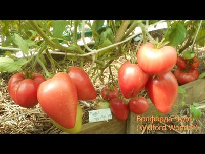 Томат Чудо Волфорда (Wolford Wonder)