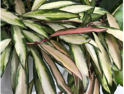 Hoya Kentiana var. Tricolor