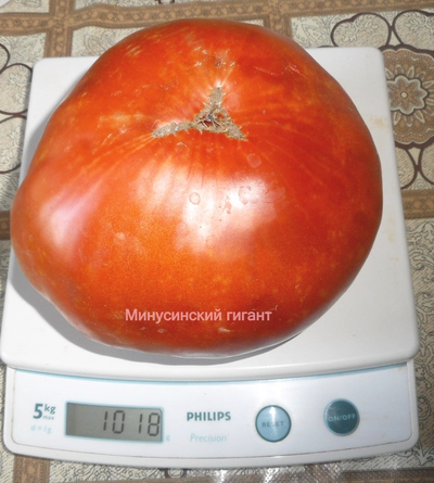 Томат Минусинский гигант