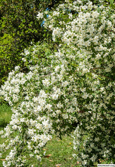 Чубушник гибридный Girandole - фото в саду - красовский-сад.рф