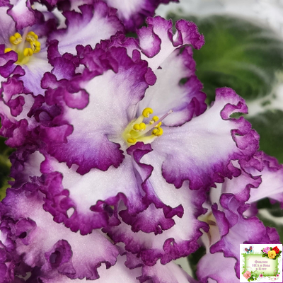 АВ-Навсегда (Фиалковод) 2021 г. (лист посажен 03.11.25)