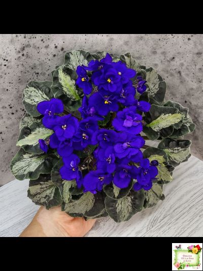 Harmony&#039;s Little Stinker (Harmony) листовая химера (пасынок сорт укоренённый)